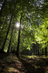 Sonne scheint in der herbstlichen Wald