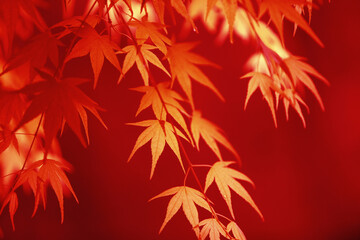 楓の紅葉イメージ