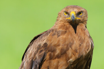 Lesser spotted eagle, bird of prey. Clanga pomarina