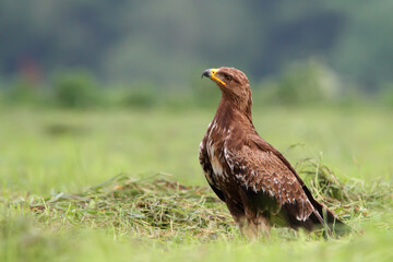 Lesser spotted eagle, bird of prey. Clanga pomarina