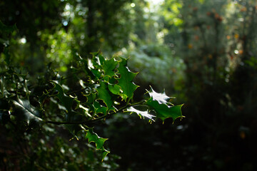 Holly and Berries