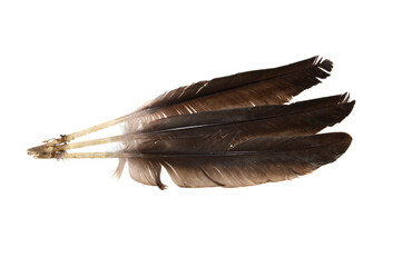Fototapeta na wymiar bird feather isolated on white background