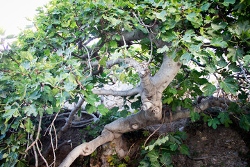 Figuier Andalousie 2020