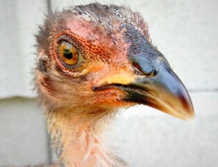 portrait of a chicken