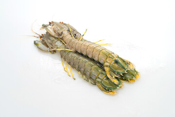fresh mantis shrimp on white background