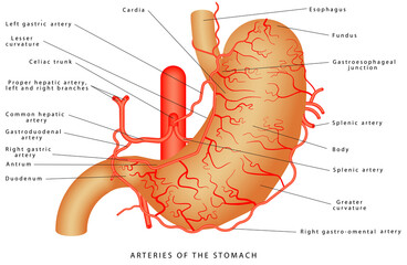 Arteries of the stomach. Arterial Blood Suply of the Stomach. Structure and function of Stomach Anatomy system on white background. Stomach anatomy of the human internal digestive organ