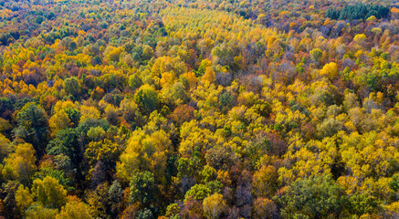 Aerial photo of multicolored tops of trees in the autumn forest