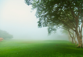 Fototapeta na wymiar Natural landscape. Green forest with fog, trees, morning