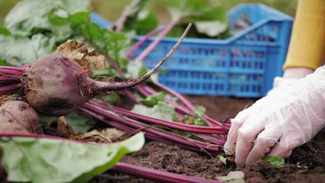 Worker on the farm sortes beet greens leaves and beet root. Harvest season.October. Fall.