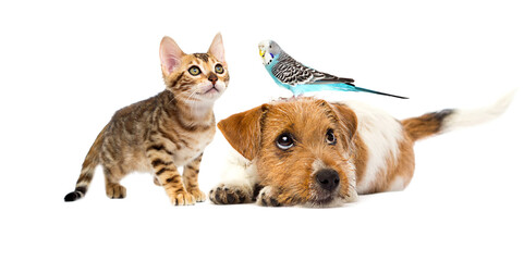 dog and cat and parrot on white background