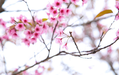 Beautiful cherry blossom or sakura in spring time over  sky