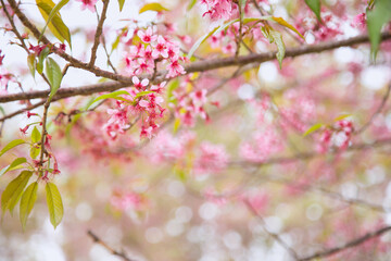 Beautiful cherry blossom or sakura in spring time over  sky