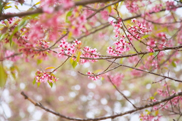 Beautiful cherry blossom or sakura in spring time over  sky
