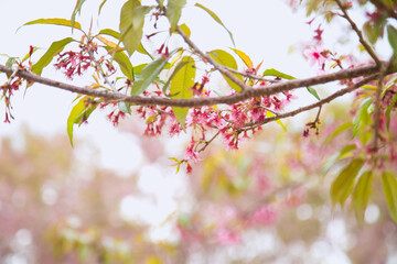 Beautiful cherry blossom or sakura in spring time over  sky