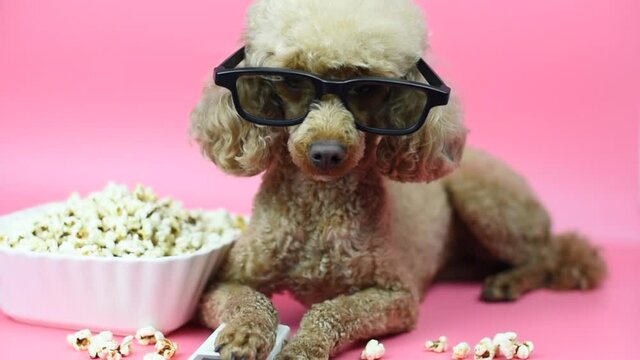dog apricot poodle watching a movie in 3D glasses with a bowl of popcorn and console on a pink background