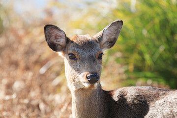 Fototapeta premium 鹿