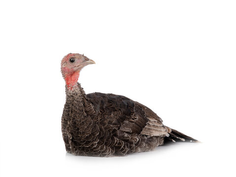 A young turkey is sitting isolated on a white background.