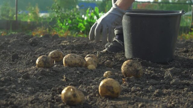 farmer harvesting potato crops in september. organic farming, autumn, harvest season. digging up potatoes in garden.