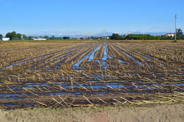view of wheat field fertilized with manure