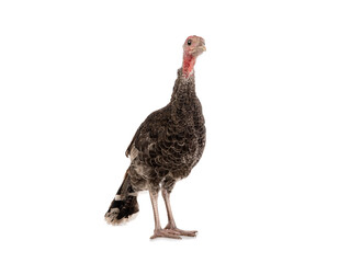 Young turkey cock isolated on white background.