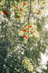 rowan branch on a sunny day