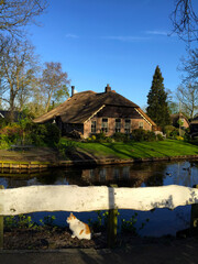 Fototapeta na wymiar cat on the road in the village of Giethoorn, Holland Netherlands