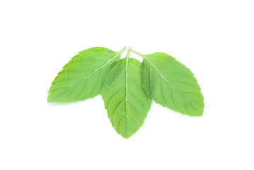 mint leaves isolated isolated on white