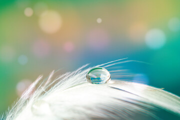 Bird feather on bokeh background with water drop