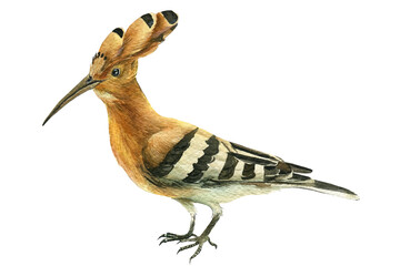 Set of Upupa epops bird on a white background, watercolor drawings. © Hanna