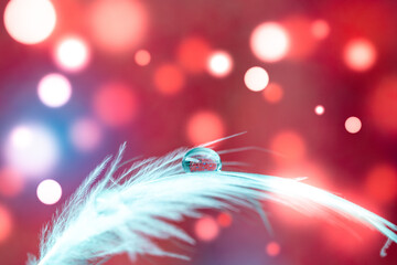 Bird feather on bokeh background with water drop