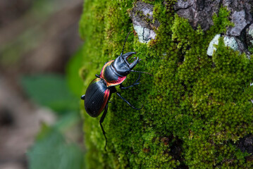 Closeup Mouhotia batesi in nature
