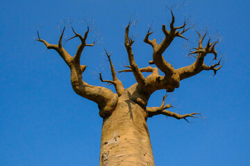 Baobab tree against blue sky. African safari. Flora, plant, Background. Copy space