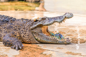 Fototapeta premium Thai banknotes in the mouth of crocodile, Siamese crocodile in tropical zone.