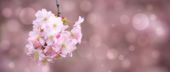 Pink sakura flowers on bokeh background