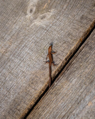 small lizard on a wooden deck.
