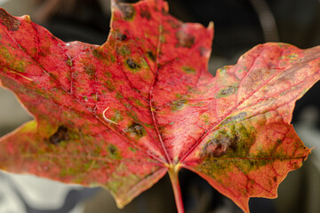red maple leaf close up. orange leaf on the background of the autumn forest. 