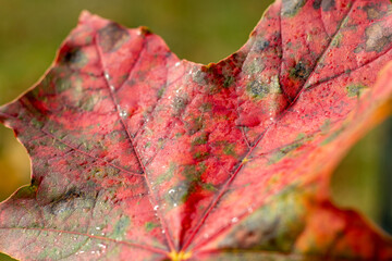 red maple leaf close up. orange leaf on the background of the autumn forest. 