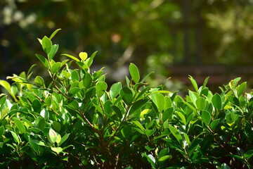 Natural green leaves Looks beautiful and refreshing	