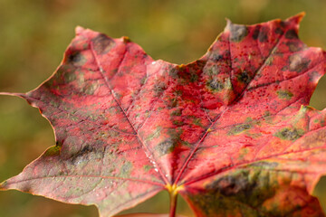 red maple leaf close up. orange leaf on the background of the autumn forest. 