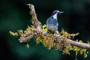 Acorn woodpecker, melanerpes formicivorus,  sitting on a branch in the rainforest in San Gerardo del dota, Savegre, Costa Rica