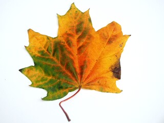 Fallen autumn maple leaf on a white background.