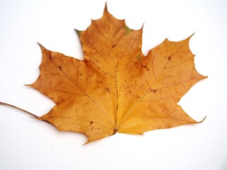 Fallen autumn maple leaf on a white background.