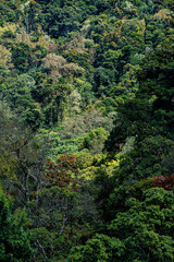 The rainforest in the mountains close to San Gerardo del dota, Savegre, Costa Rica