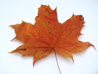 Fallen autumn maple leaf on a white background.