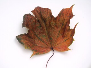 Fallen autumn maple leaf on a white background.