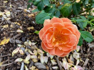 coral rose in garden