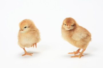 Fototapeta premium ヒヨコ