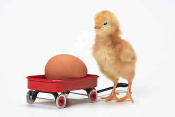 ヒヨコ © Paylessimages