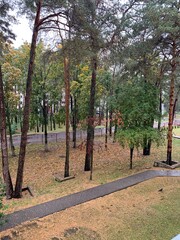 Obraz premium path in the park