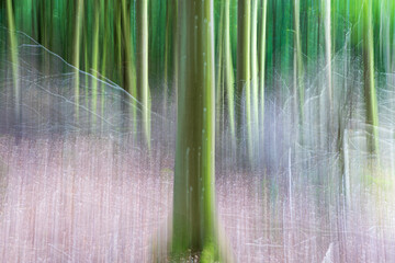 Forest abstract with intentional camera vertical panning. Motion blur.